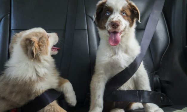 The 7 Questions to Ask When Choosing Pet Insurance